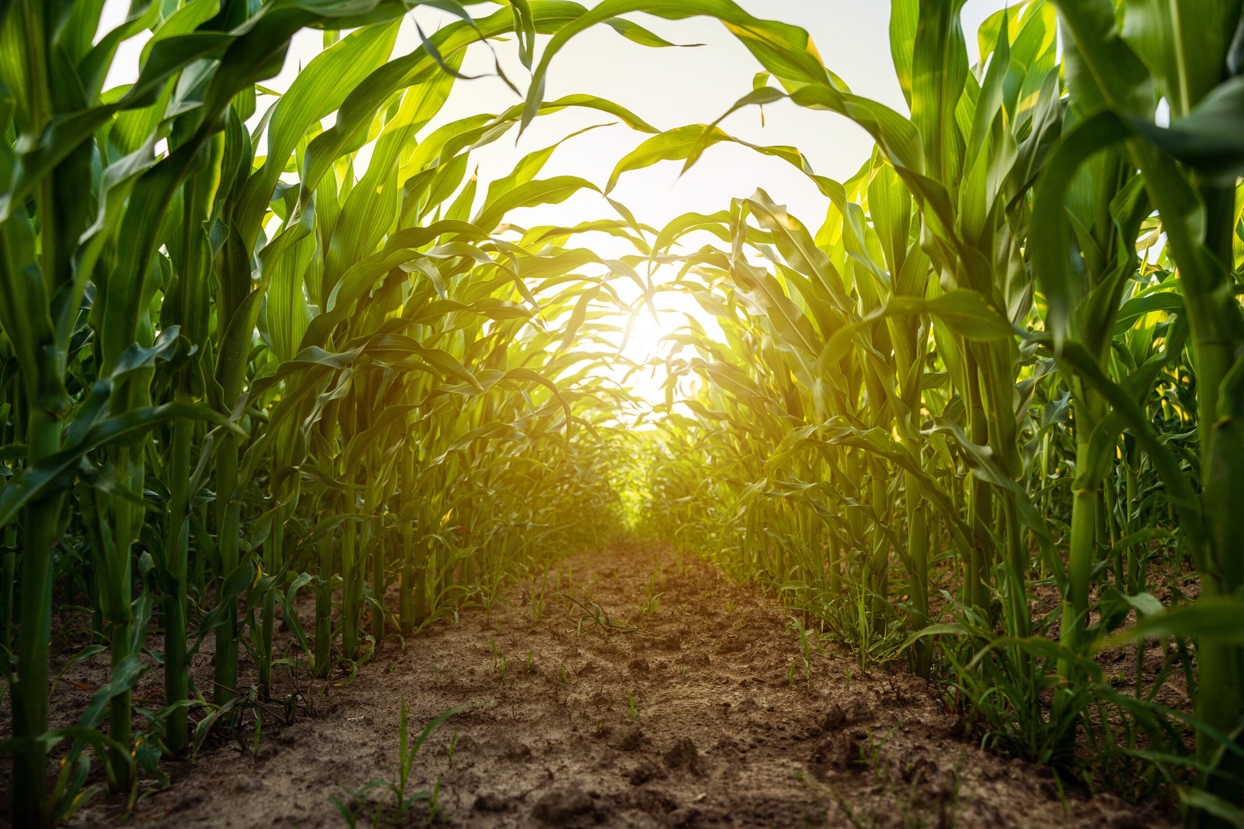 Ground-level view between rows of young corn plants at sunrise