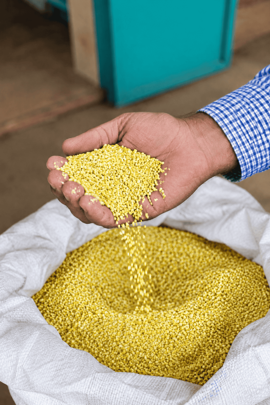 Hand sifting yellow kernels