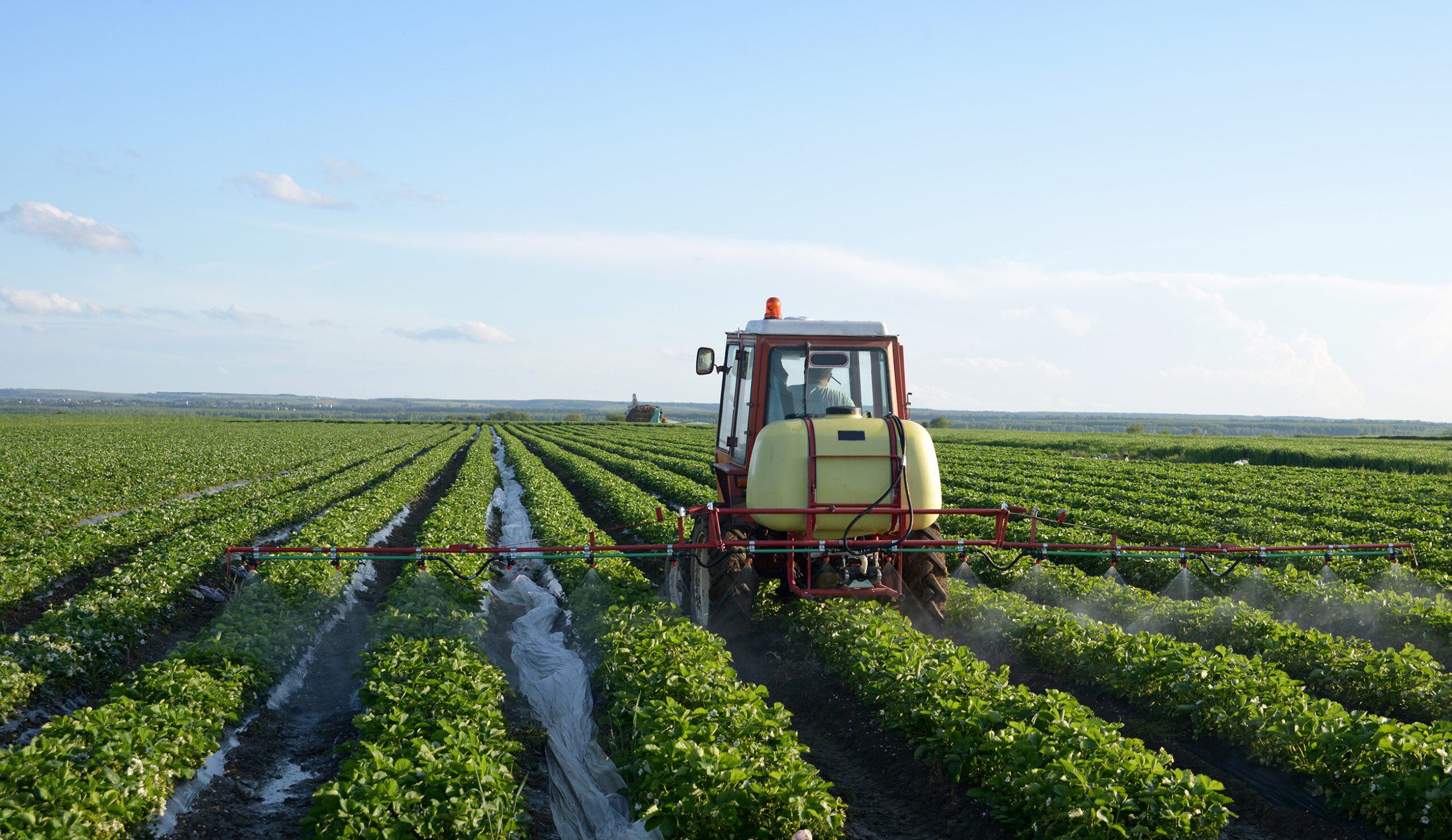 Tractor spraying liquid fertilizer over rows of strawberry plants